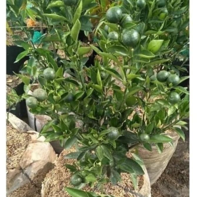 

Tanaman Buah Jeruk Santang Madu Hijau Besar Sudah Ada Buahnya COD