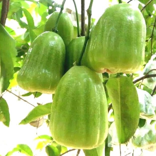 

jambu air khi ojok(New Varietas) COD