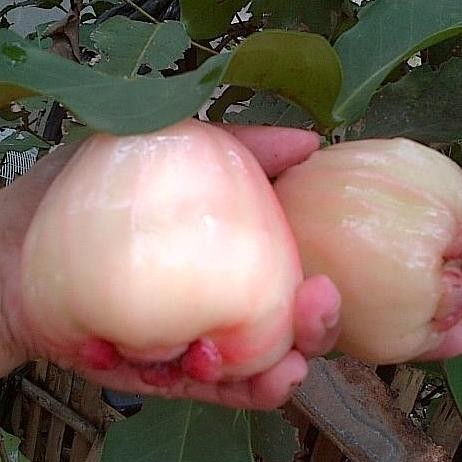 

jambu sugar apple COD