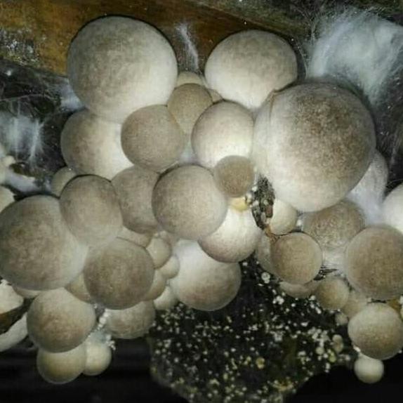 

Bibit jamur merang semi hitam isi 3 log COD