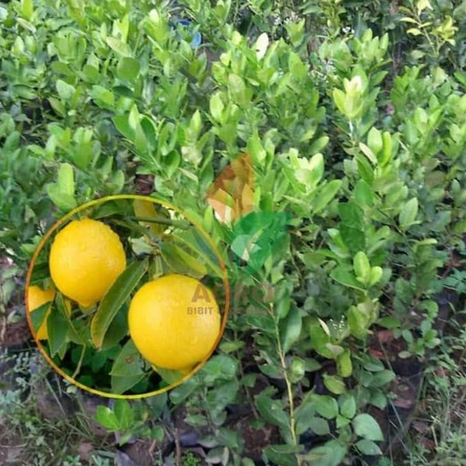 

TANAMAN BIBIT JERUK LEMON TEA AMERIKA / SUDAH BERBUAH COD