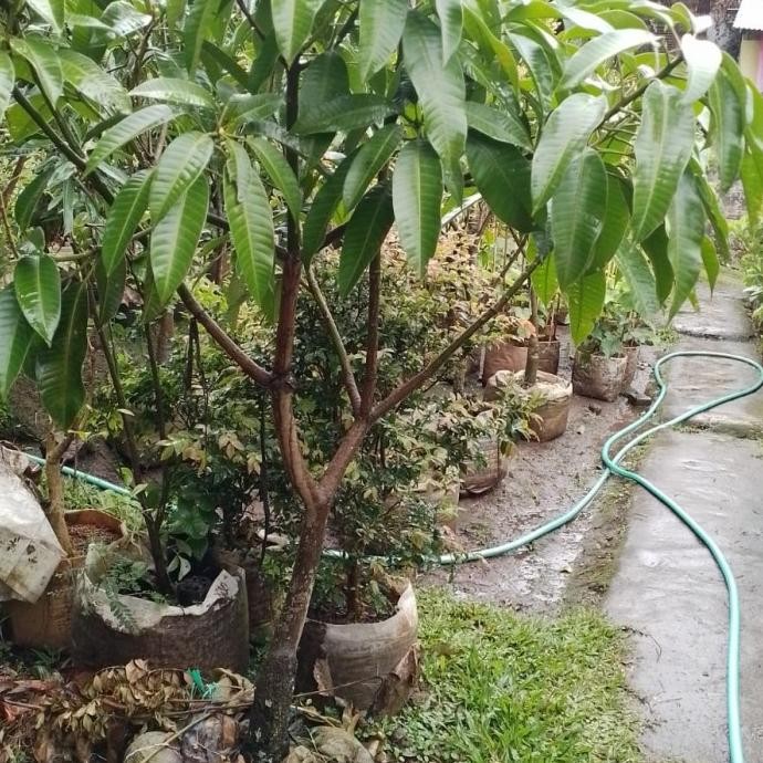 

Mangga kweni siap berbuah COD