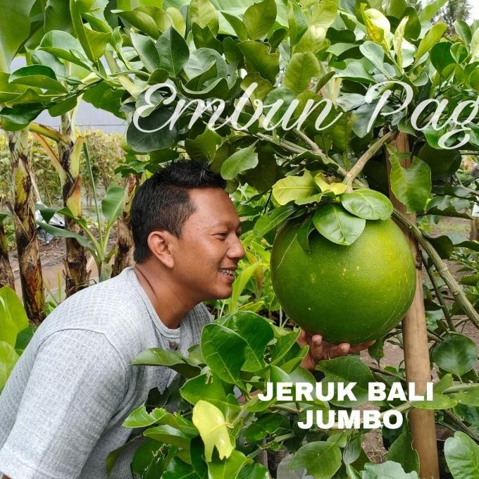 

Bibit buah jeruk Bali Madu manis COD