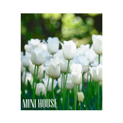 

UMBI TULIP PUTIH COD