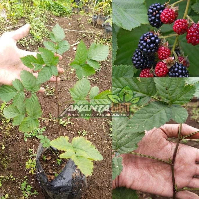 

Blackberry import/ blackberry tanpa duri COD