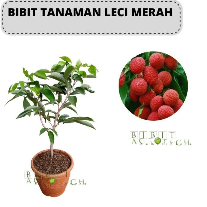 

Leci merah/leci kom COD