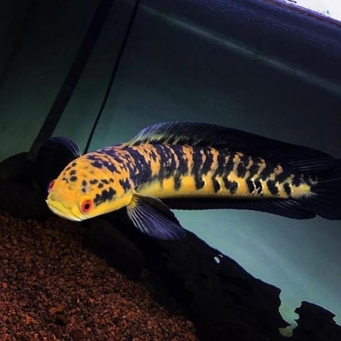 JOSS CANA YELLOW SENTARUM/CANA YS/CANA MARU YS SIZE 6,11CM '