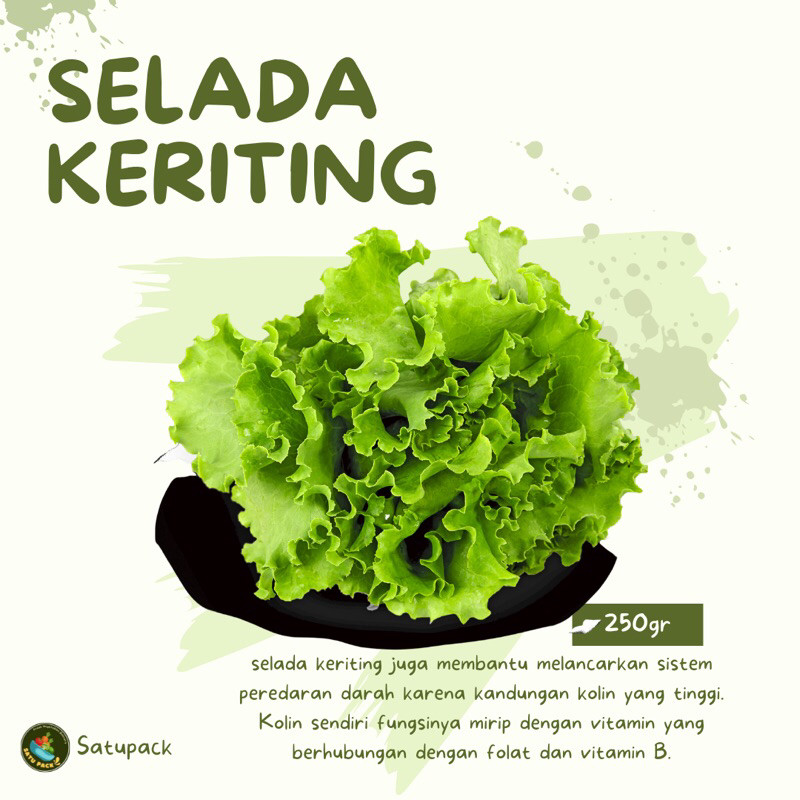 

SELADA KERITING - 250gr