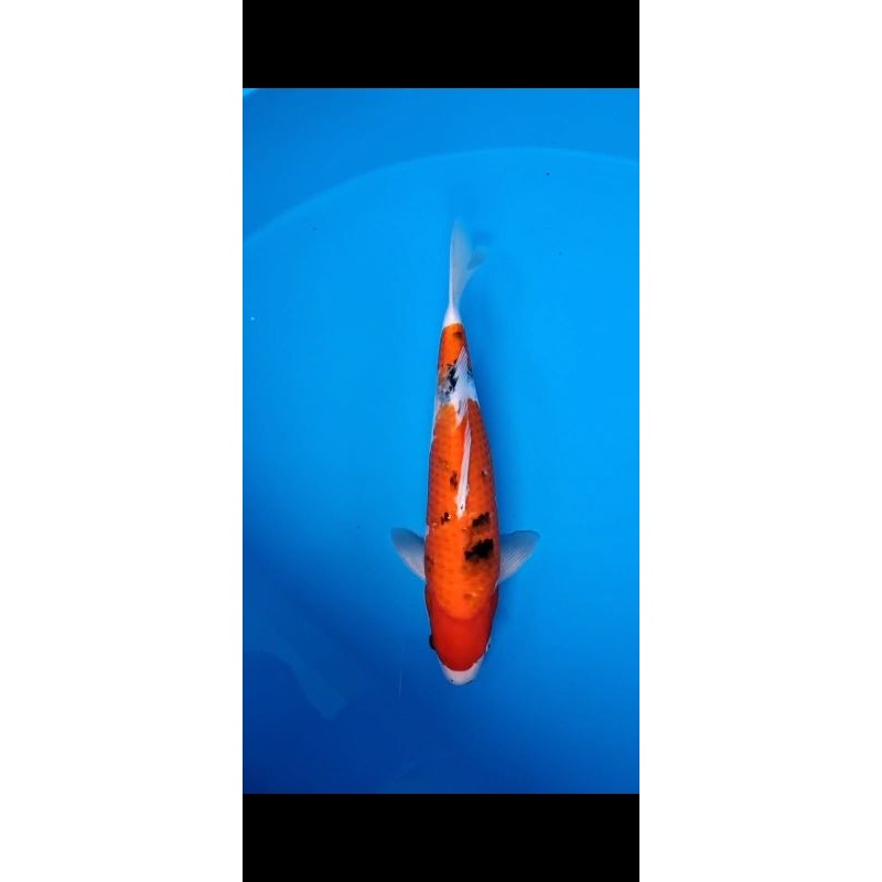 Ikan Koi Sanke 50cm Import Jepang from Izumiya Koi Farm
