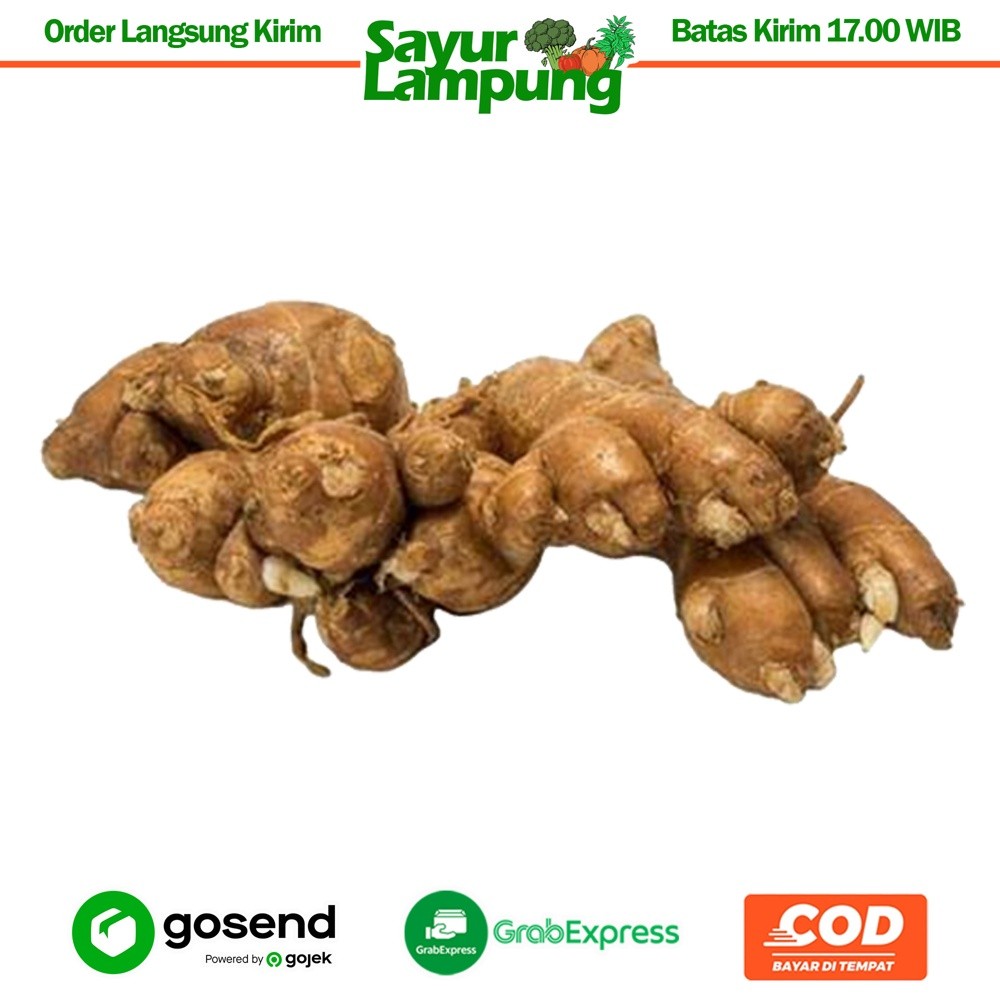 

Kencur Segar 250 Gr - Sayur Lampung