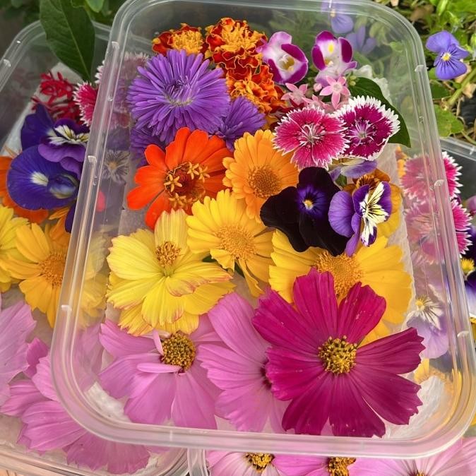 

EKSLUSIF Edible flower mixed (bymich)