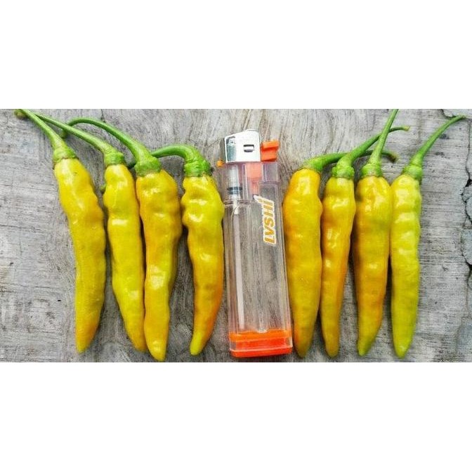 Benih Cabe Rawit Merah VIRAL 10gr - BIBIT VIRAL