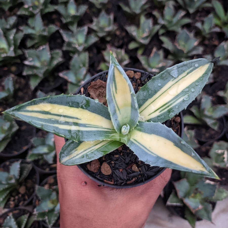 Agave Americana Mediopicta Yellow