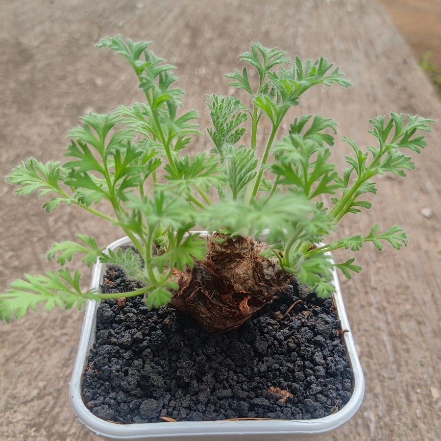 Pelargonium Triste Caudex Tanaman Hias