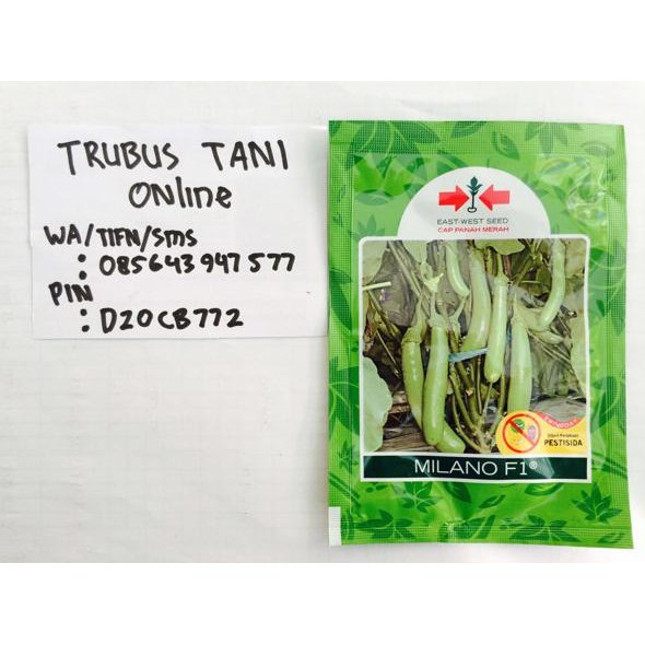 BENIH Terong Milano +/- 1.100 butir