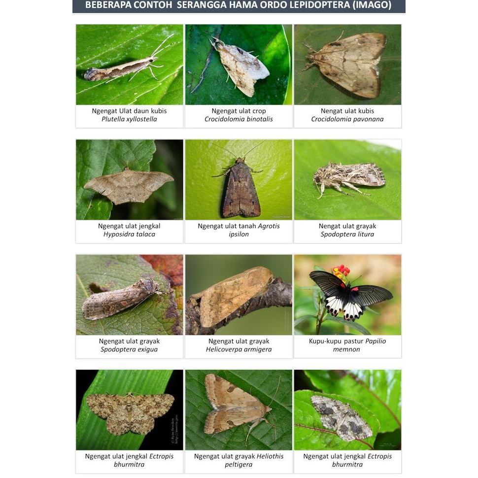 INSEKTISIDA YASITHRIN 30 EC 400 ml