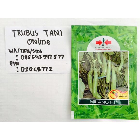 BENIH Terong Milano +/- 1.100 butir