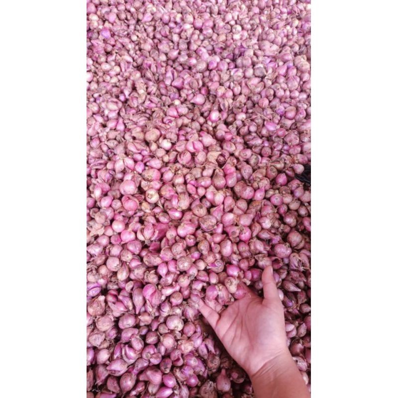 

bawang merah 1kg super segar