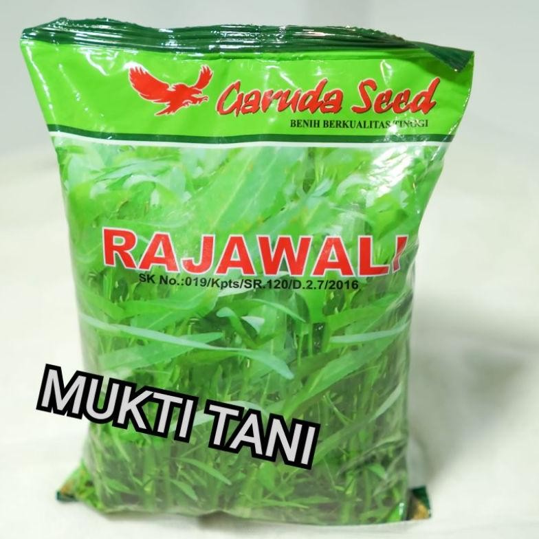 Kk - Benih kangkung Rajawali @1kg | bibit kangkung daun lebar rajawali 1 kg