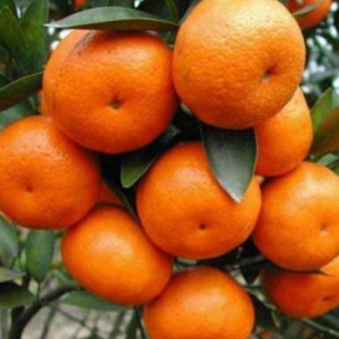 

Bibit Jeruk Santang Madu / Mandarin Asli Produk Sendiri