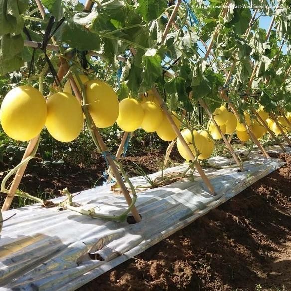 Isi 100 Butir Bibit Benih Melon Golden Alisha F1 Cap Panah Merah