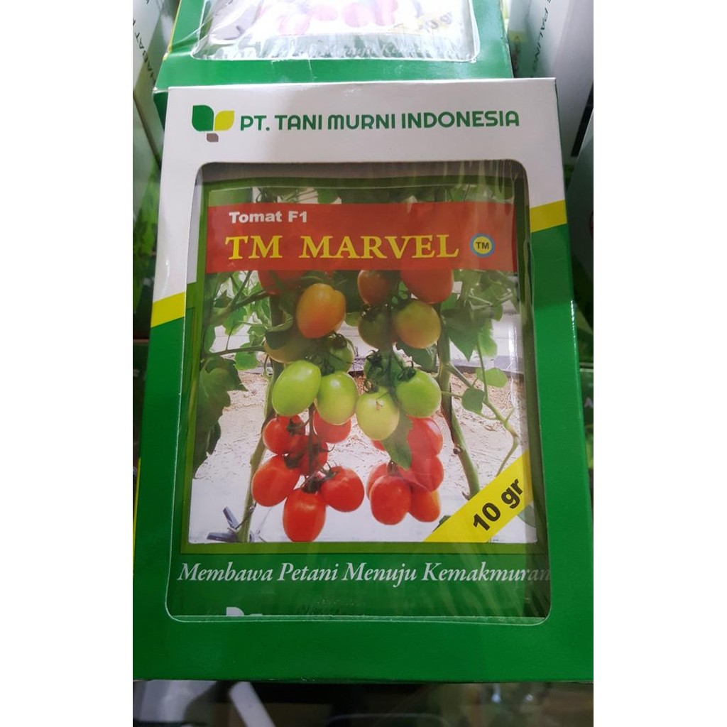 Benih Tomat Bibit Tomat Besar Hibrida TM Marvel 10gr (3.500biji)