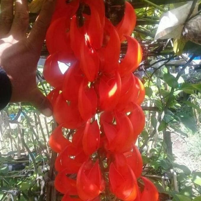 Best Price Bibit Bunga Rambat Flame Of Irian Merah Api Best Quality