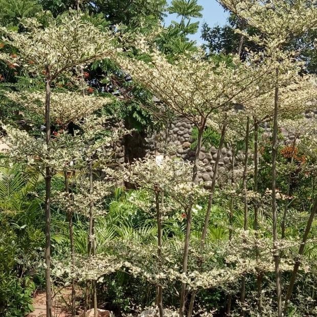 tanaman hias ketapang kencana varigata putih 2 meter pohon ketapang