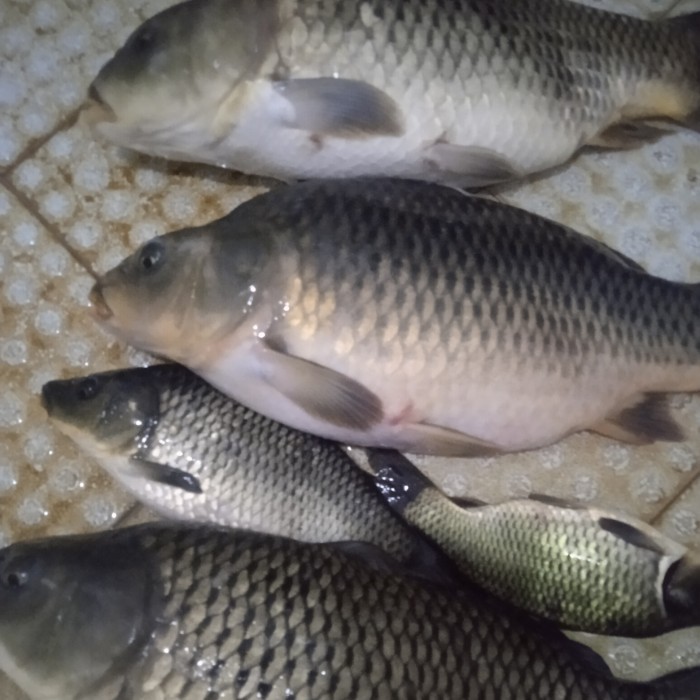 Essen Oplosan Ikan Mas Pandawa Esen Ikan Mas Babon Lomba