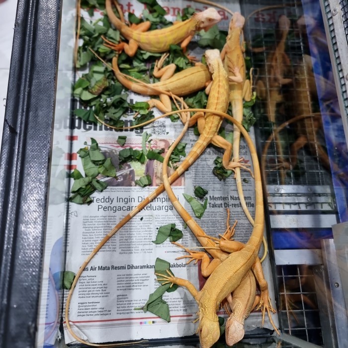 TERLENGKAP Red Albino Iguana HEMAT