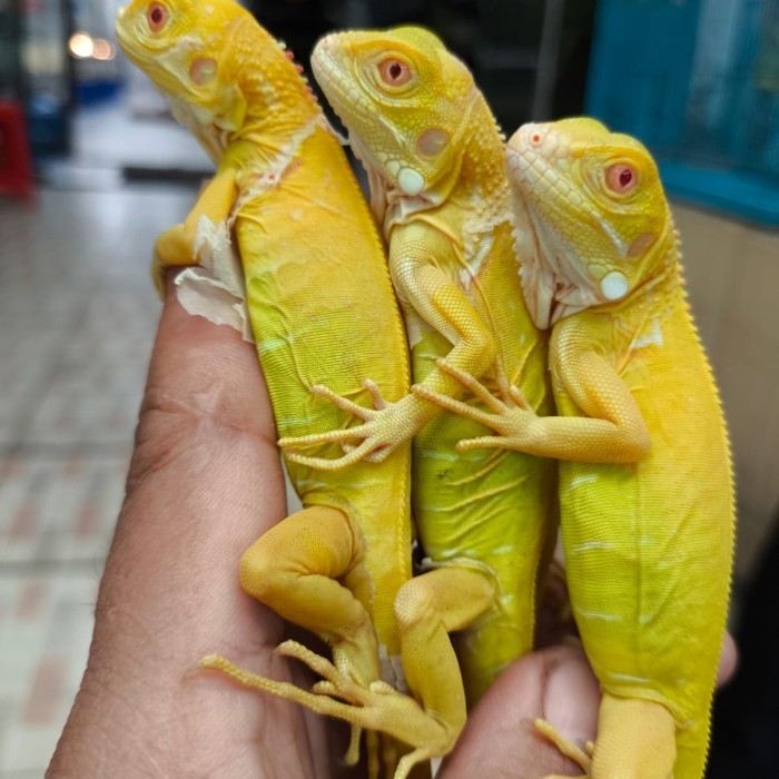 BIG PROMO Iguana albino baby 35cm / Albino iguana baby TERBAIK