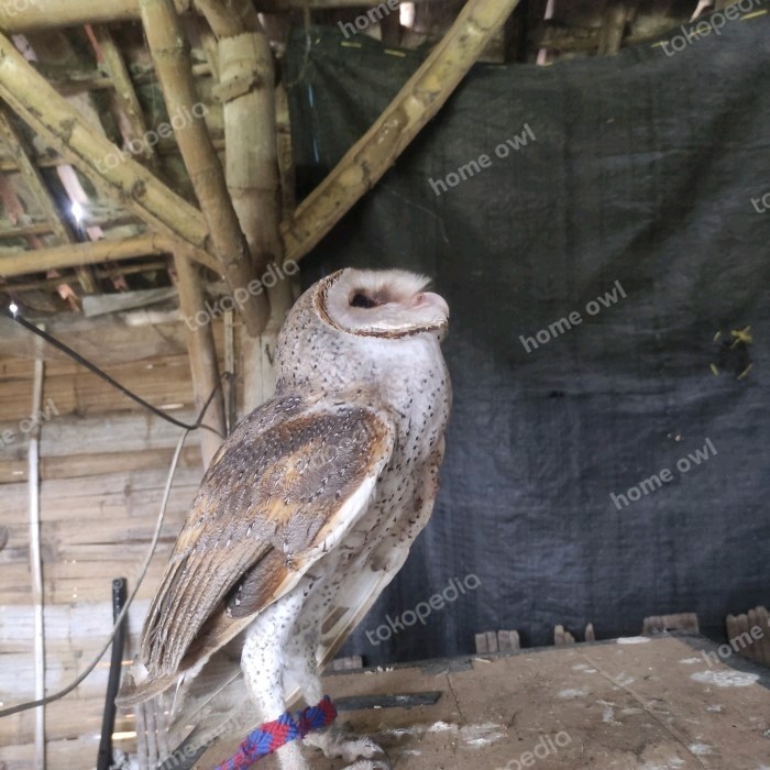 Tyto alba burung hantu Barn owl (ECER) GRATIS ONGKIR