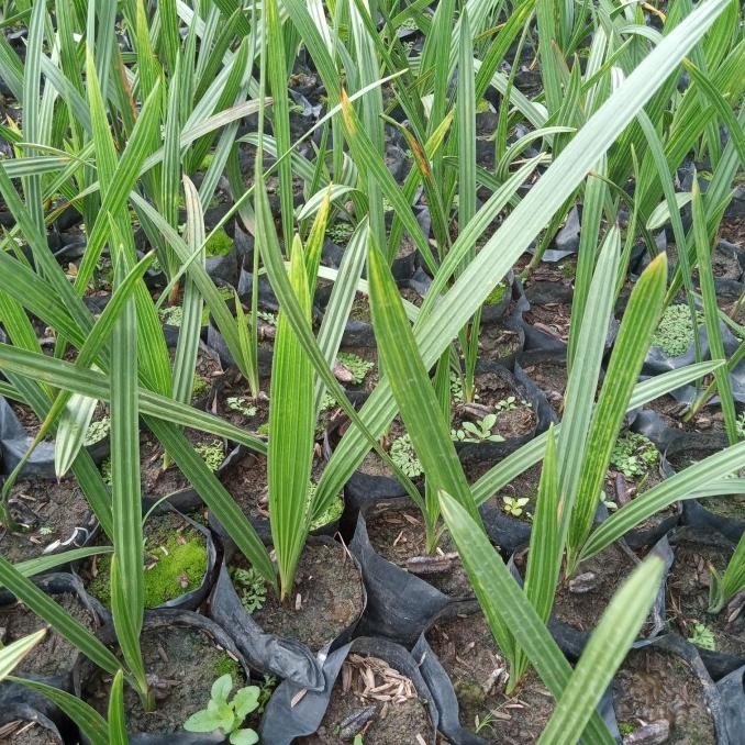 

Baru Paket 4 Bibit Kurma Tropis Jns (Kl 1) Super Unggul Dan Berkuwalitas