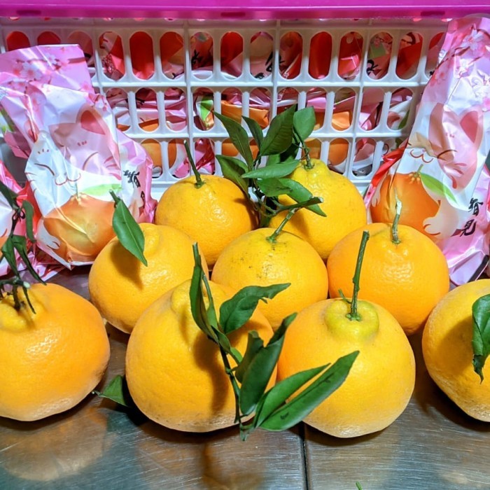 

ready stok buah jeruk dekopon 7 kg/ jeruk hoki imlek manis enak/ fruit