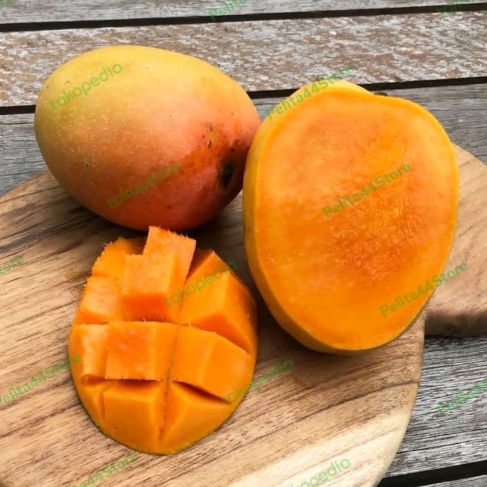 

MANGGA GEDONG GINCU MATANG POHON PROBOLINGGO