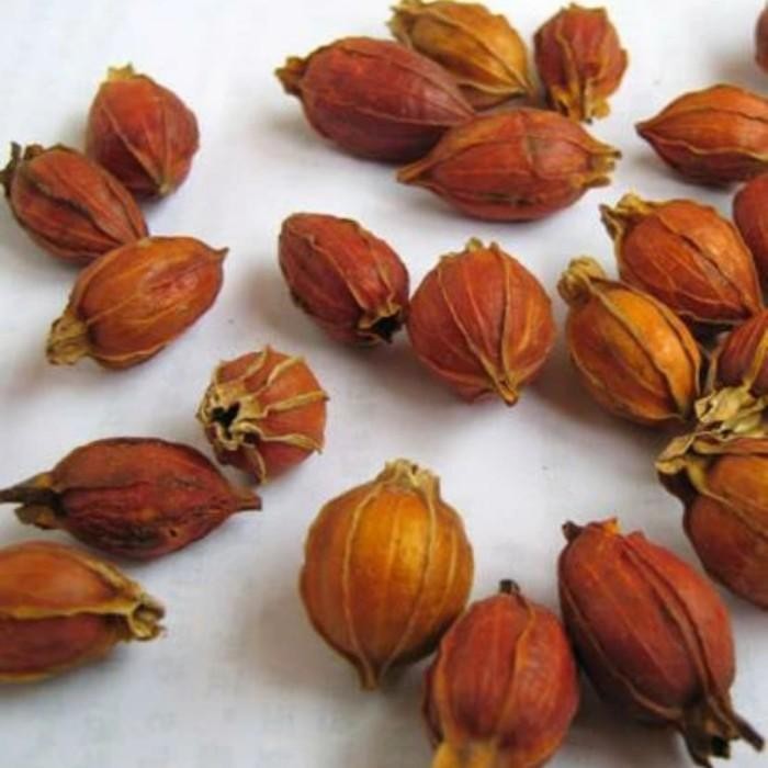 

1Kg 1 Kg 1000 G Gr Gram Shan Zhi Zi Fructus Gardenia Cap Jasmine Fruit Terlaris 100 % Original