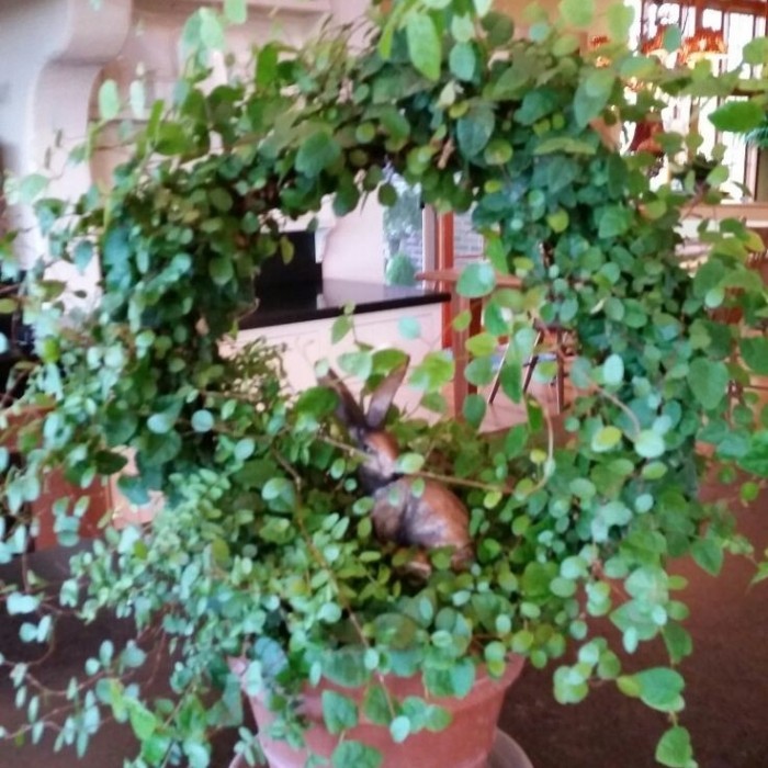 Loop Planters - 40cm Media Rambat Turus Besi Bulat Tanaman Hias