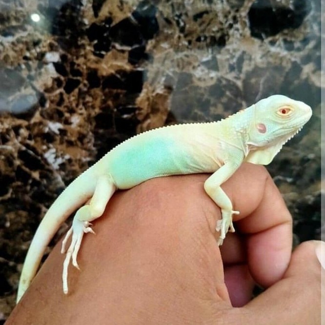 TERBARU snow iguana blue baby kwalitas termewah