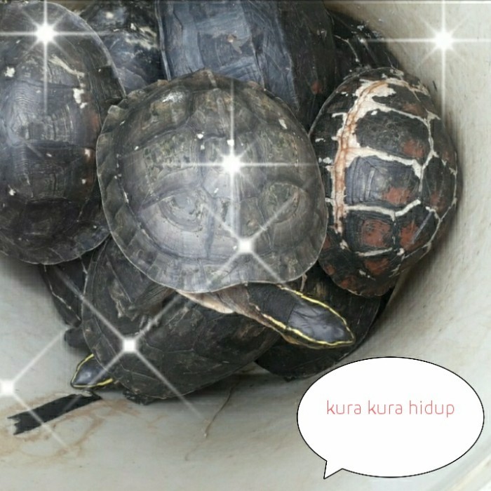 KURA KURA HIDUP PELEPASAN 1 EKOR 1KG