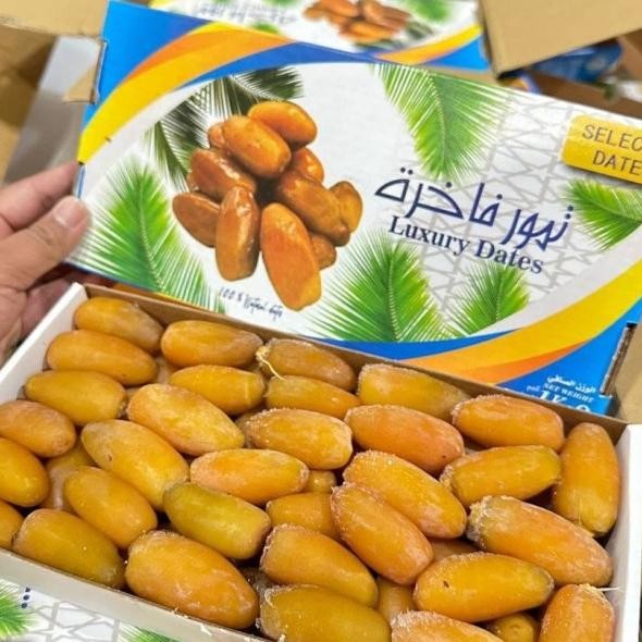 

Urma Muda Ruthob Libya 1 G Urma Muda Mengel Panen Baru Freh