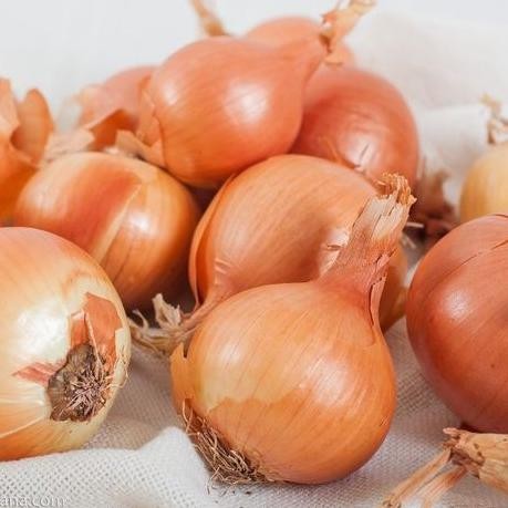 

bawang bombay 500 gram