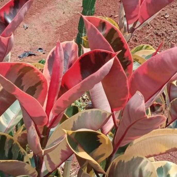 pohon hias karet kebo ruby daun merah