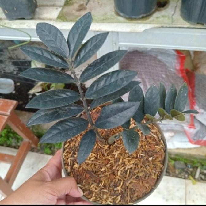 Tanaman Hias Rare Black Raven ZZ Zamio Zamia Hitam