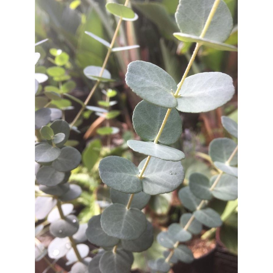 Tanaman Eucalyptus daun silver dollar wangi
