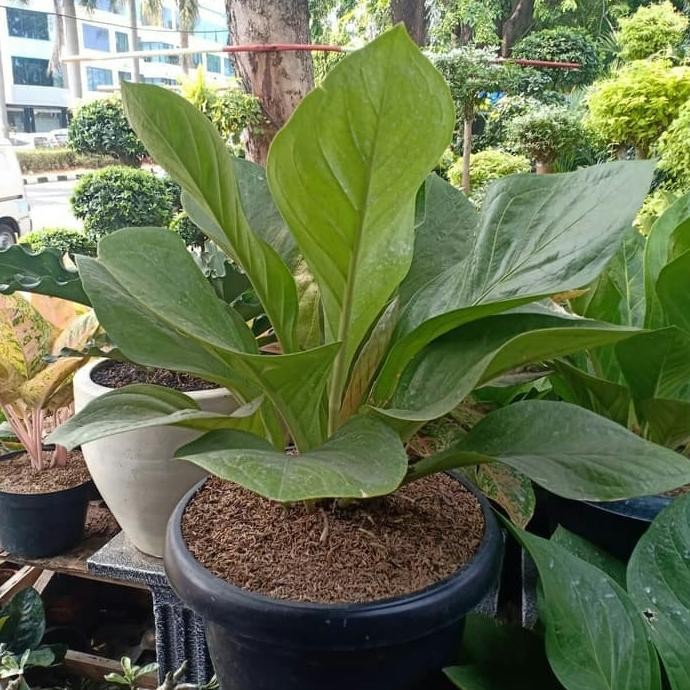 tanaman jemani cobra/tanaman hias jemani cobra