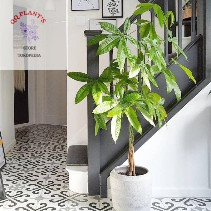 Tanaman Hias Pachira Aquatica Kepang ukuran besar-80-100 CM