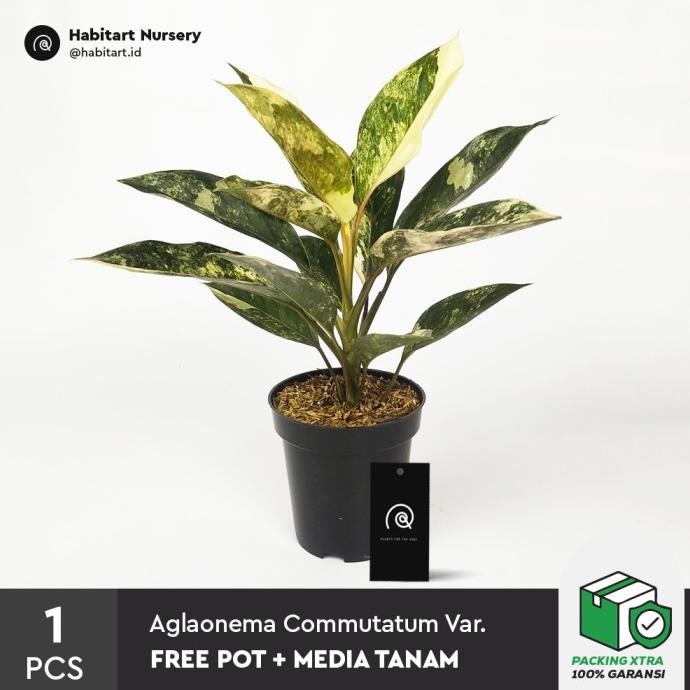 Habitart - Aglaonema Siam Jade Variegata Tanaman Hias Koleksi