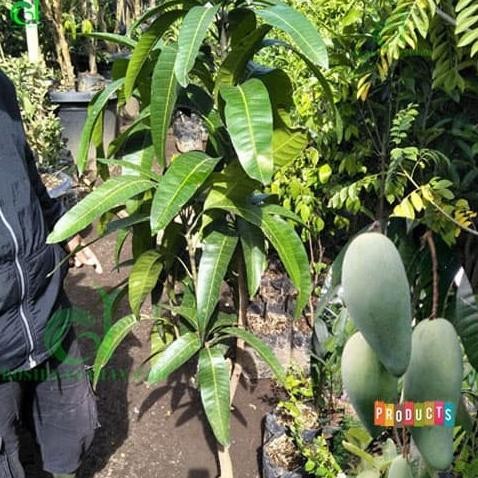 Bibit pohon mangga kiojay tinggi 1,5 meter
