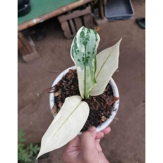 Tanaman hias Aglonema Commutatum Variegata / sri rejeki varigata