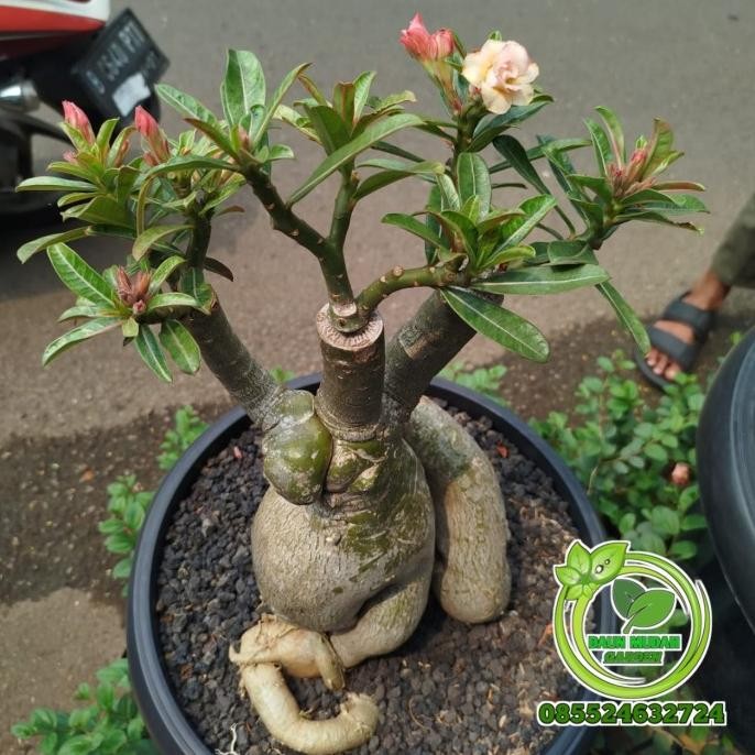 tanaman hias bunga adenium Kamboja Jepang / bonggol besar / kamboja